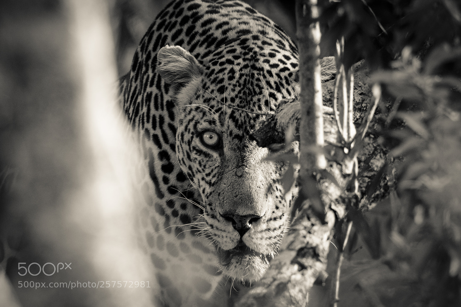 Canon EOS 7D Mark II sample photo. Eyes of the leopard photography