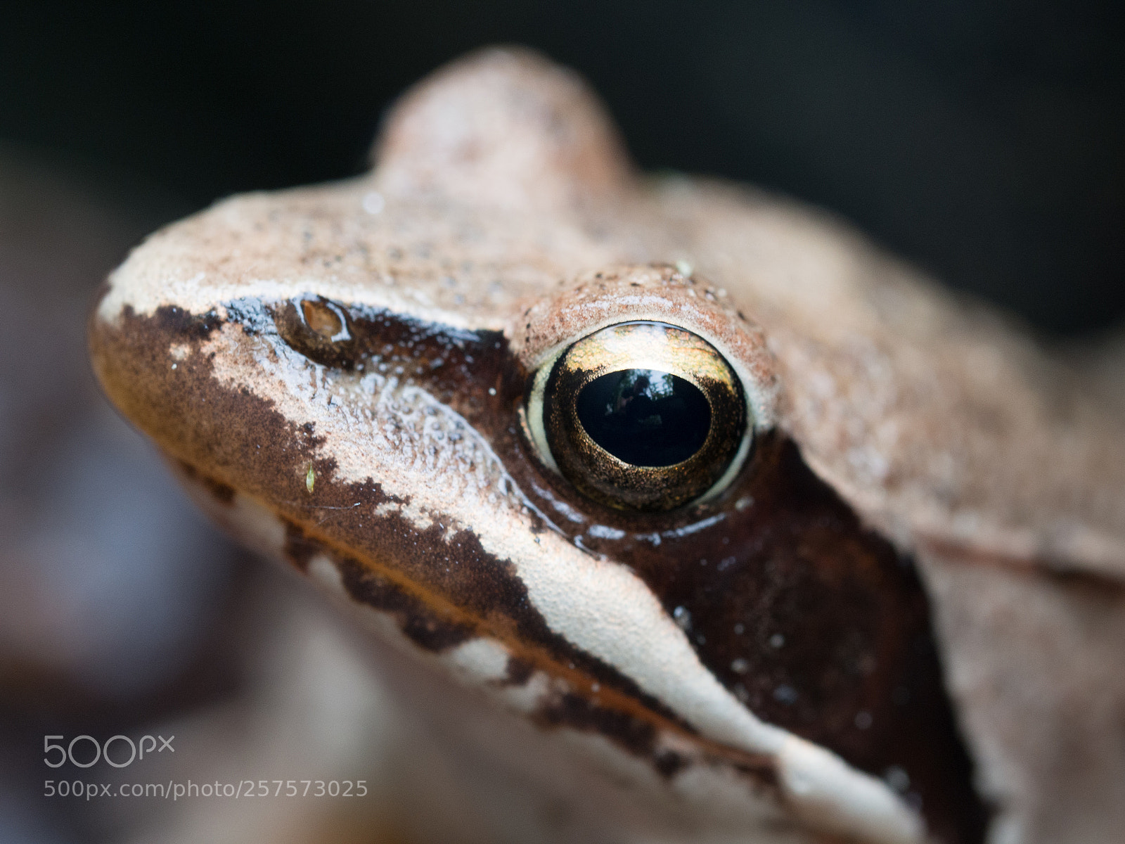 Olympus OM-D E-M10 II sample photo. Frog eye photography