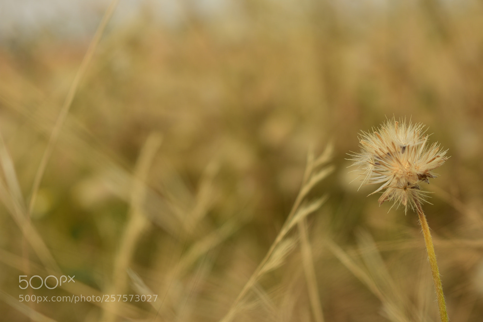 Nikon D3400 sample photo. A lonely dry flower photography