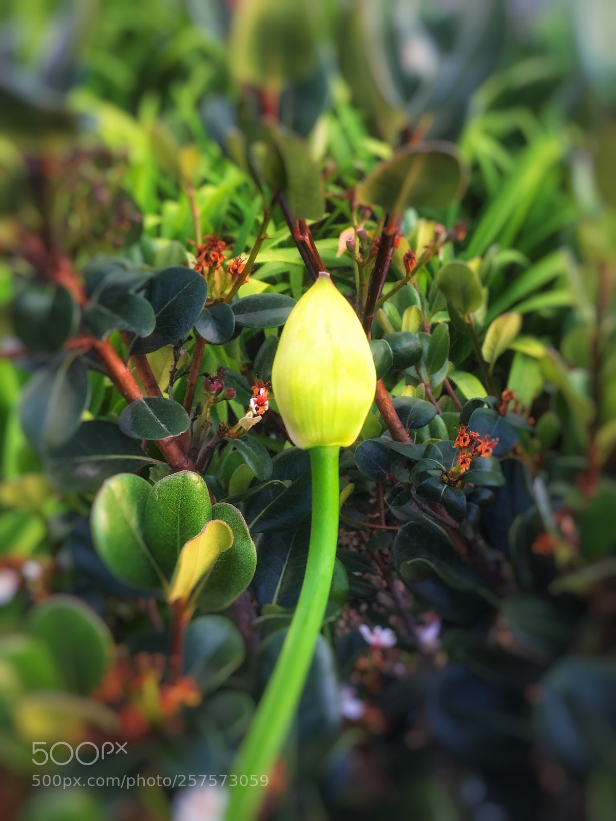 Apple iPhone 6s sample photo. Untitled photography