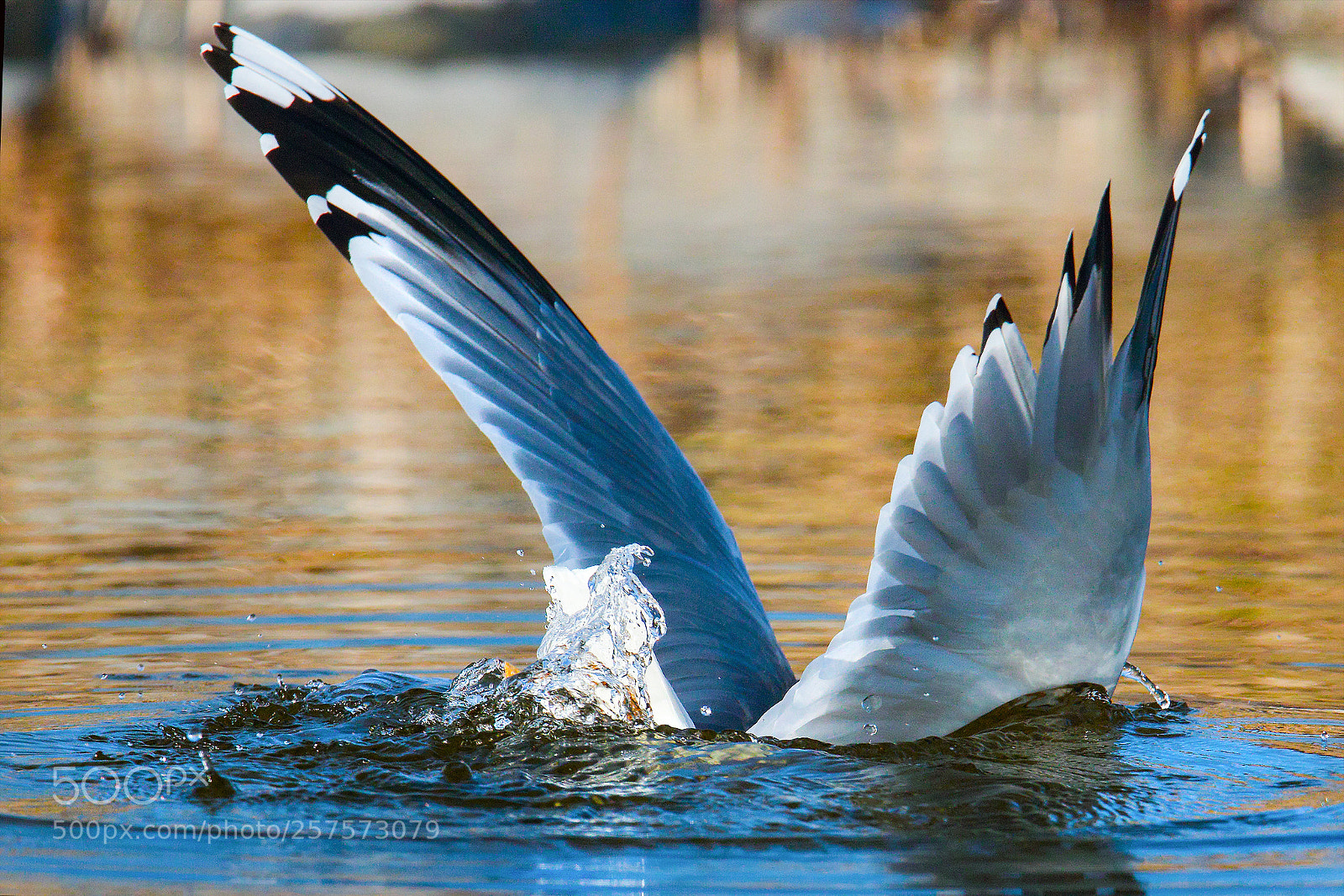 Canon EOS 7D Mark II sample photo. Fishing photography