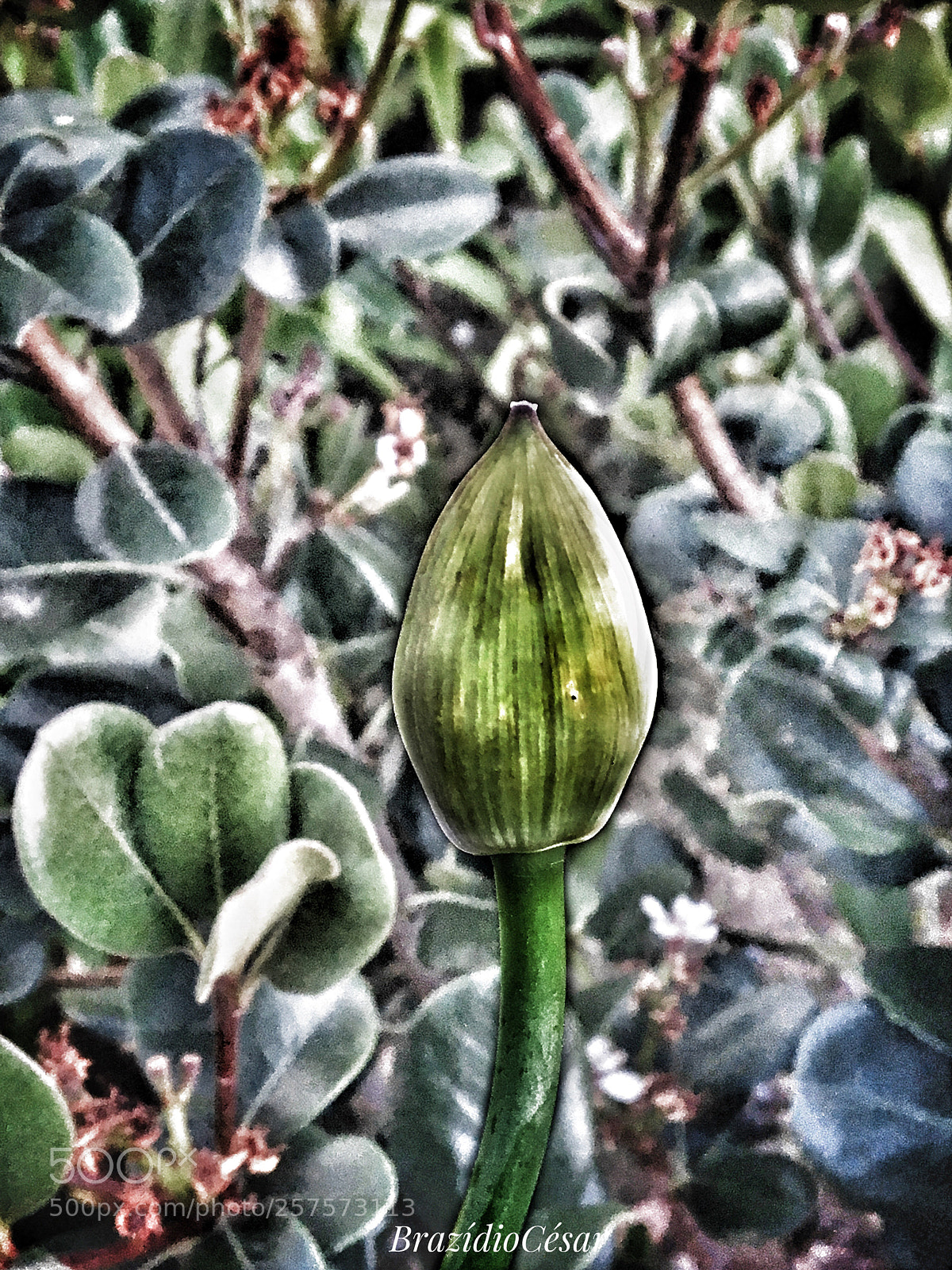 Apple iPhone 6s sample photo. Untitled photography