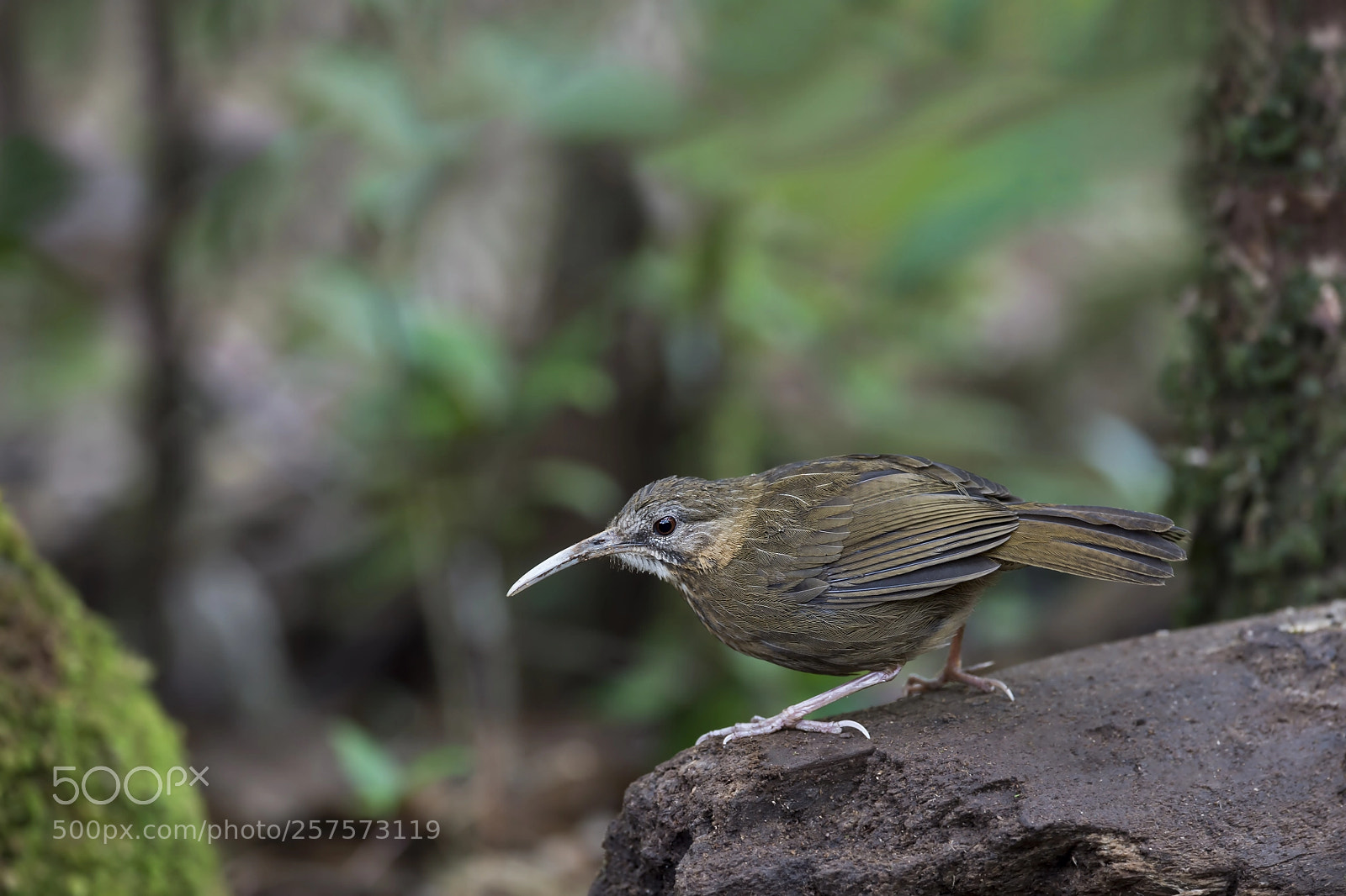 Nikon D4 sample photo. Indochinese wren-babbler photography