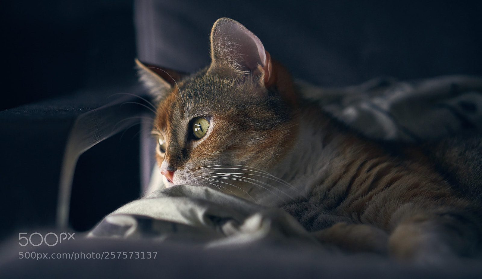 Sony a5100 sample photo. Lucy photography