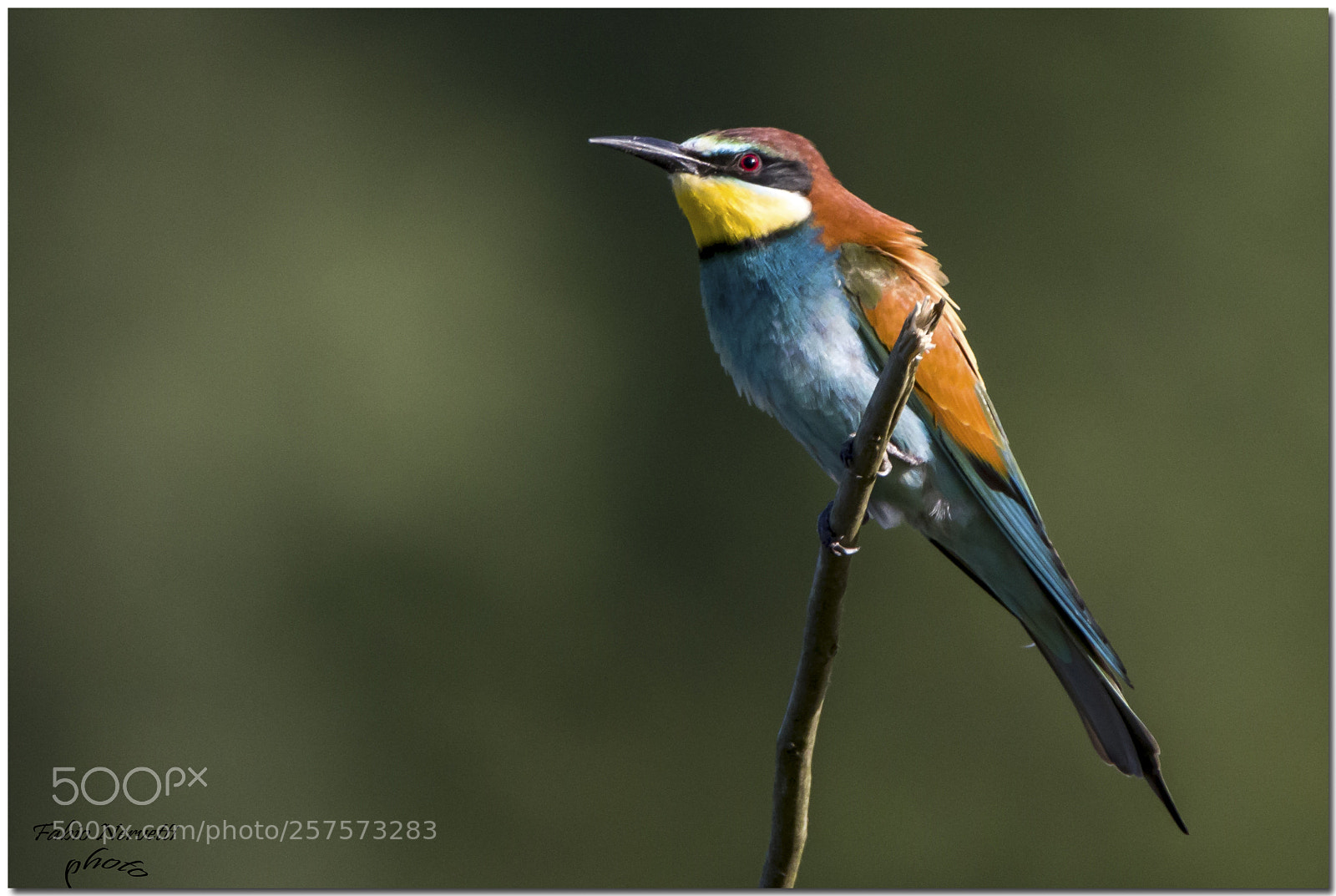 Canon EOS 7D Mark II sample photo. Gruccione photography