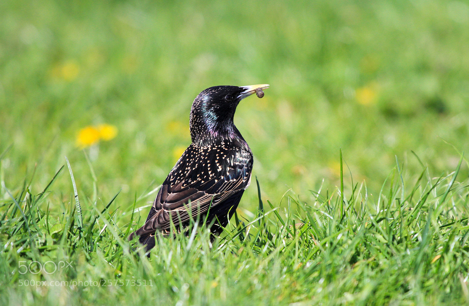 Canon EOS 7D sample photo. Lunch time  photography
