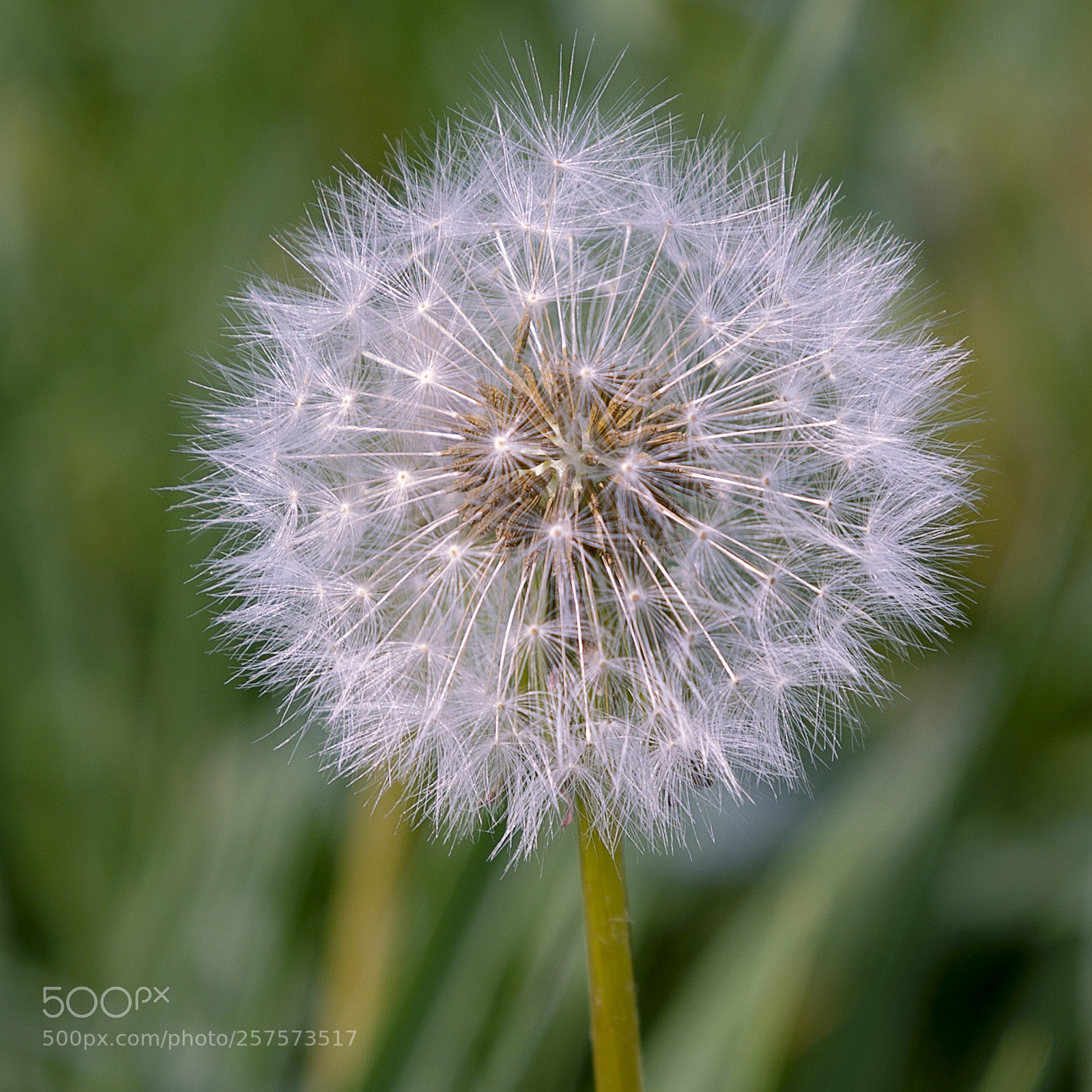 Canon EOS-1D Mark IV sample photo. Pusteblume photography