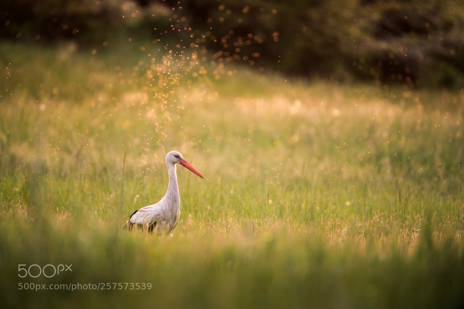 Nikon D610 sample photo. Stork photography