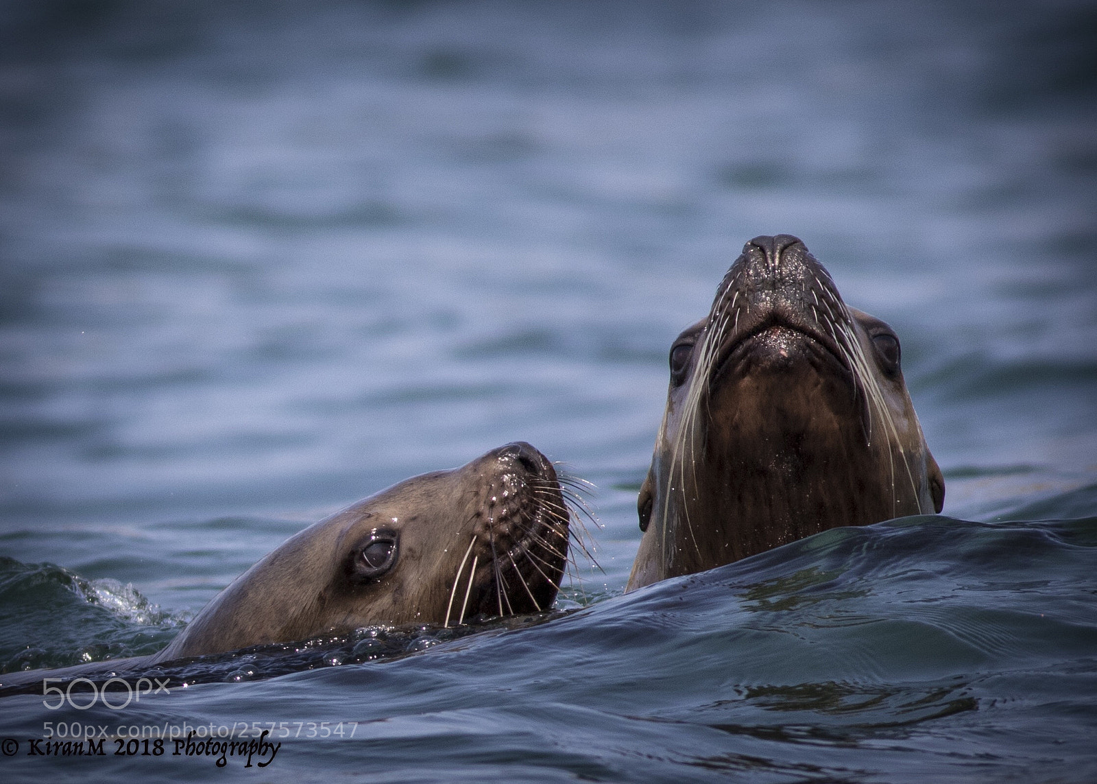 Canon EOS 7D Mark II sample photo. Steller sea lions photography
