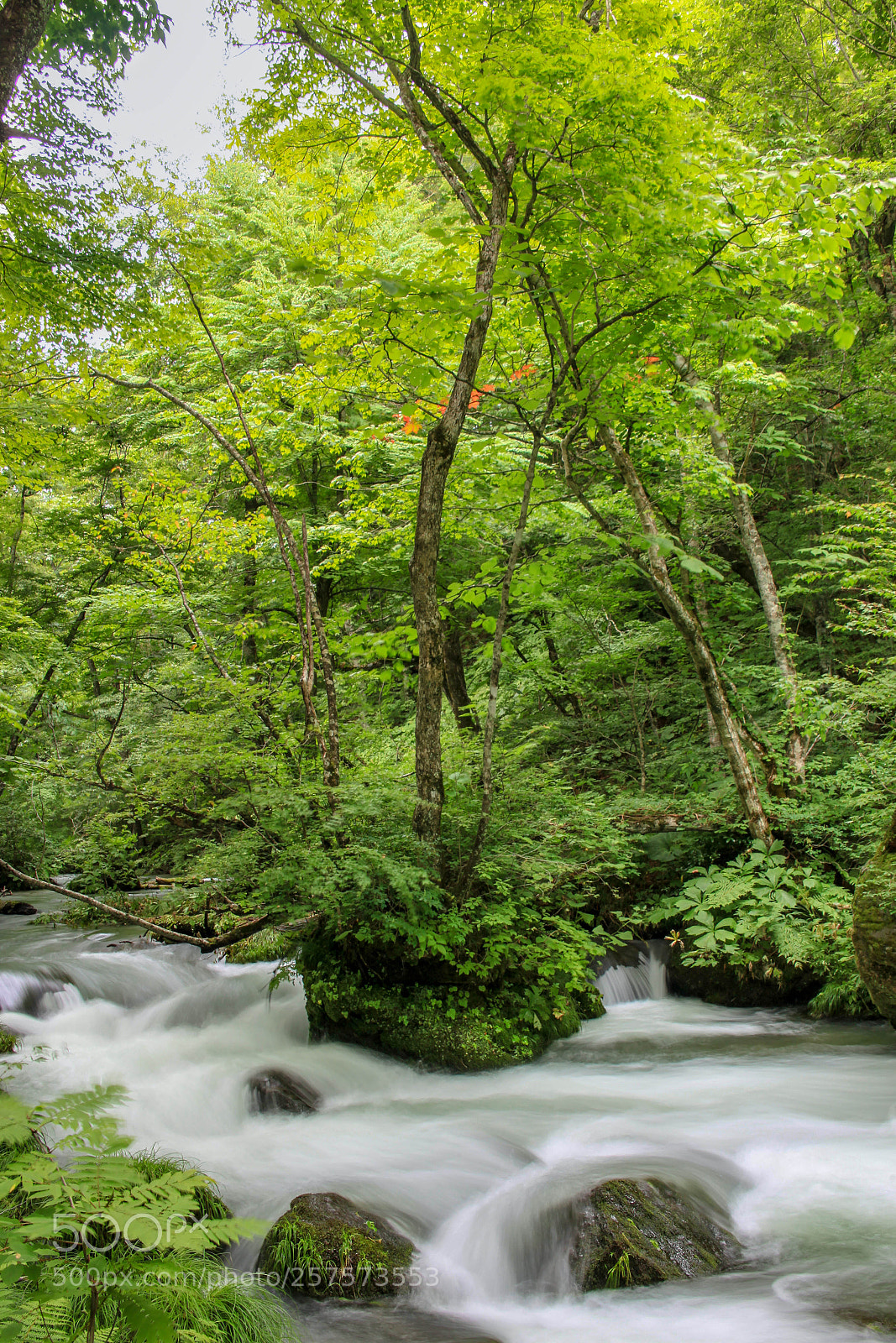 Canon EOS 5D Mark II sample photo. Oirase keiryu mountain stream photography
