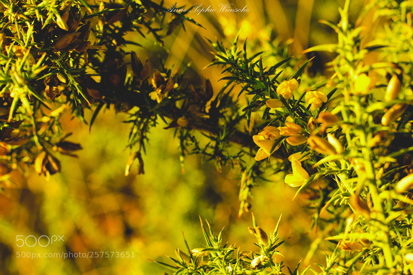 Canon EOS 700D (EOS Rebel T5i / EOS Kiss X7i) sample photo. Amarilo retama photography