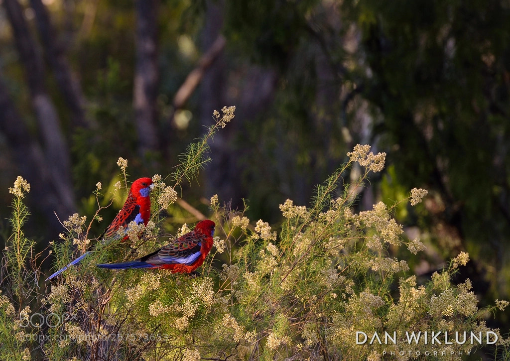 Nikon D800 sample photo. Crimson rosellas in canberra photography