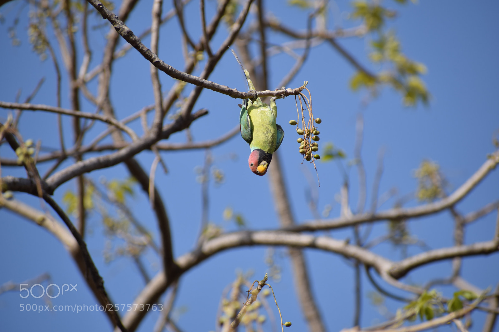 Nikon D3300 sample photo. Untitled photography