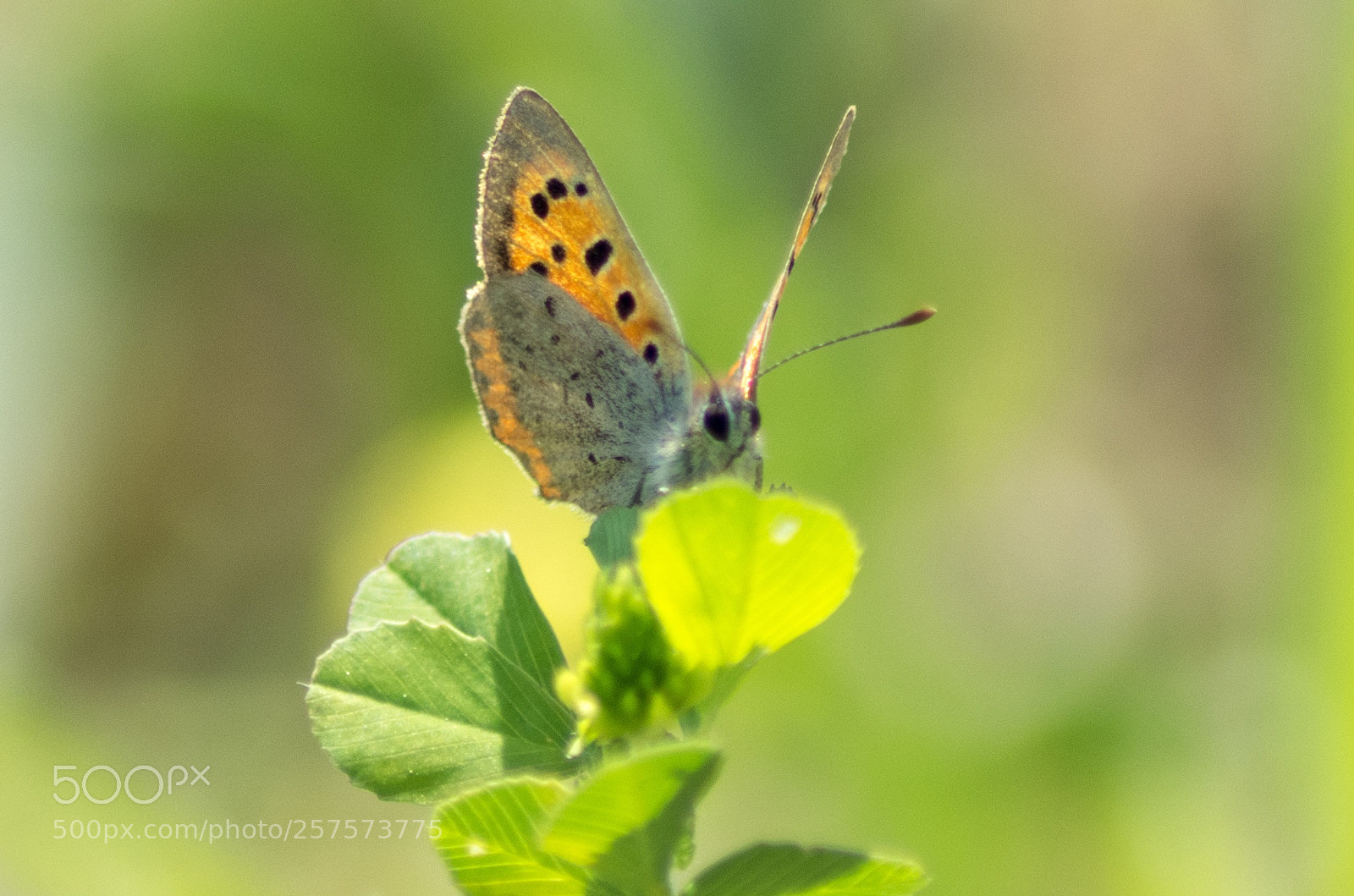 Pentax K-5 sample photo. Untitled photography