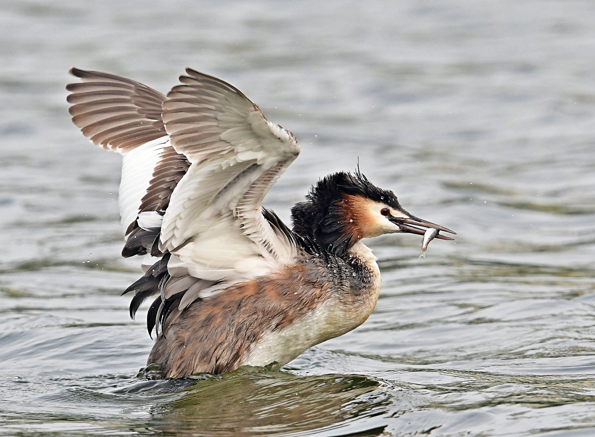 Nikon AF-S Nikkor 600mm F4G ED VR sample photo. Great crested grebe photography