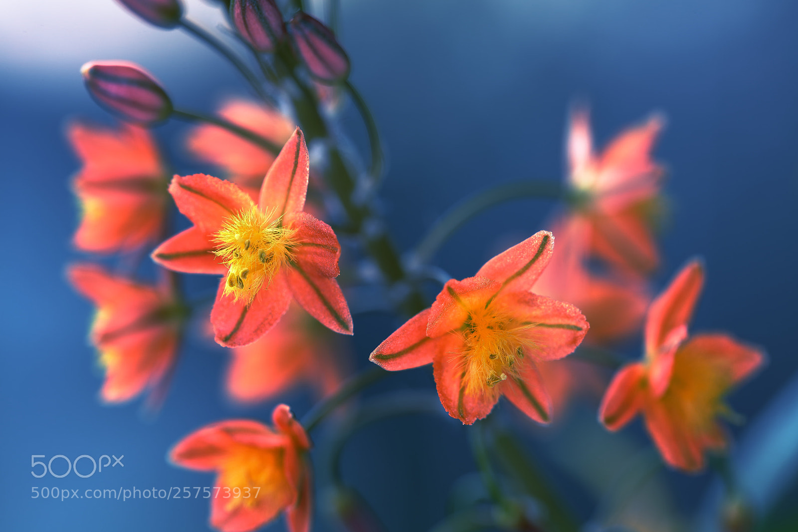 Canon EOS 5DS R sample photo. Wild flowers. photography