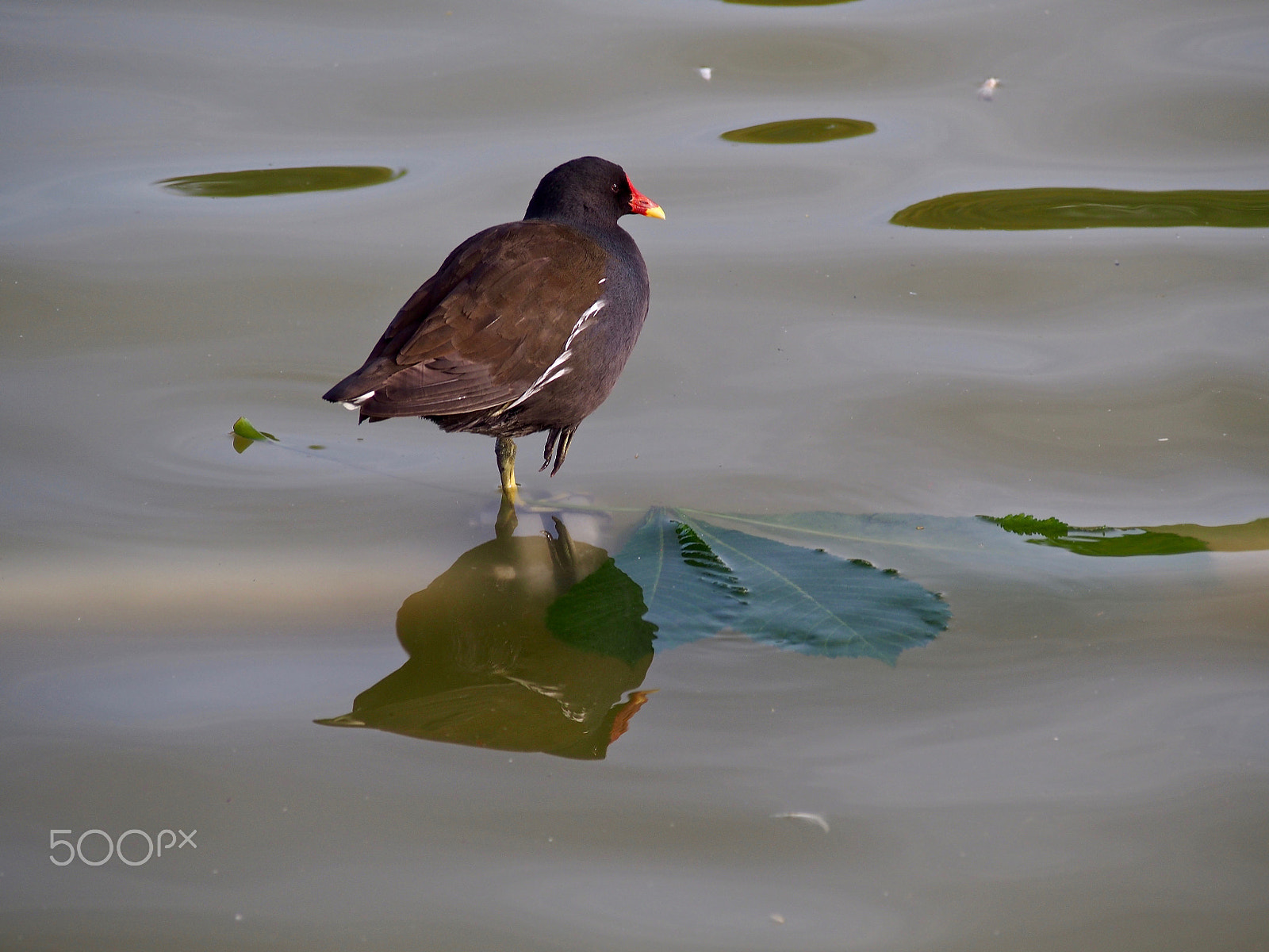 Olympus PEN E-PL6 sample photo. Lonesome birdsome photography