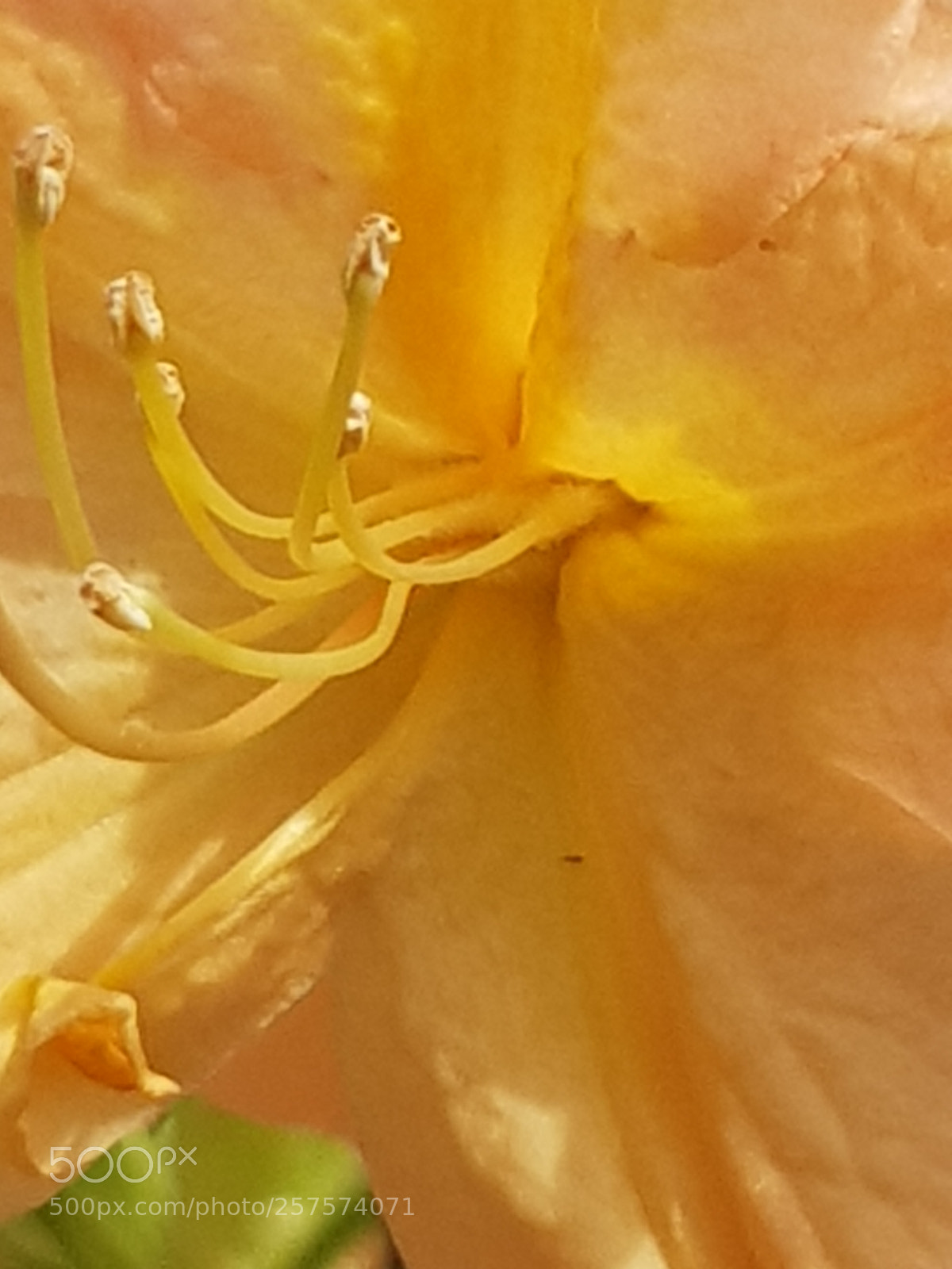 Samsung Galaxy S8 sample photo. Azalea photography