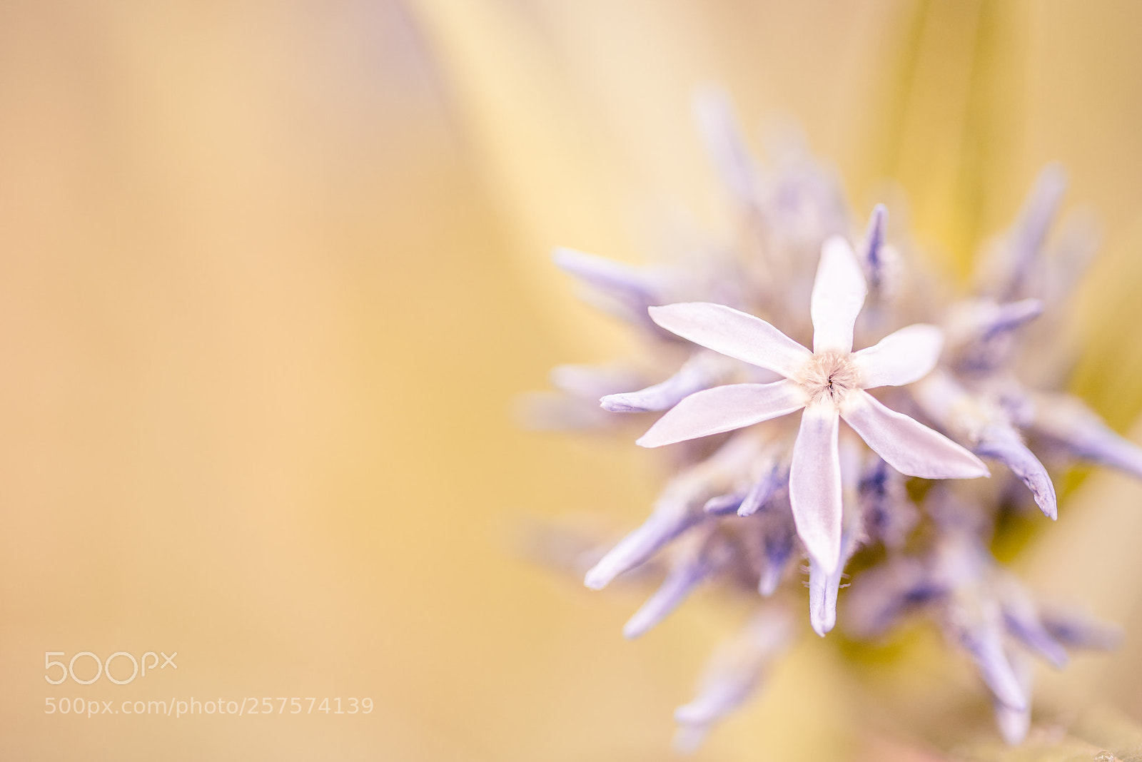 Nikon D750 sample photo. A touch of softness photography
