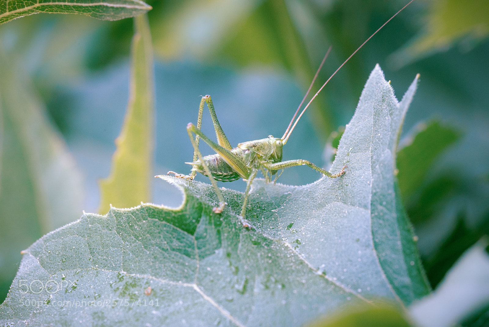 Nikon D750 sample photo. Little jumper photography