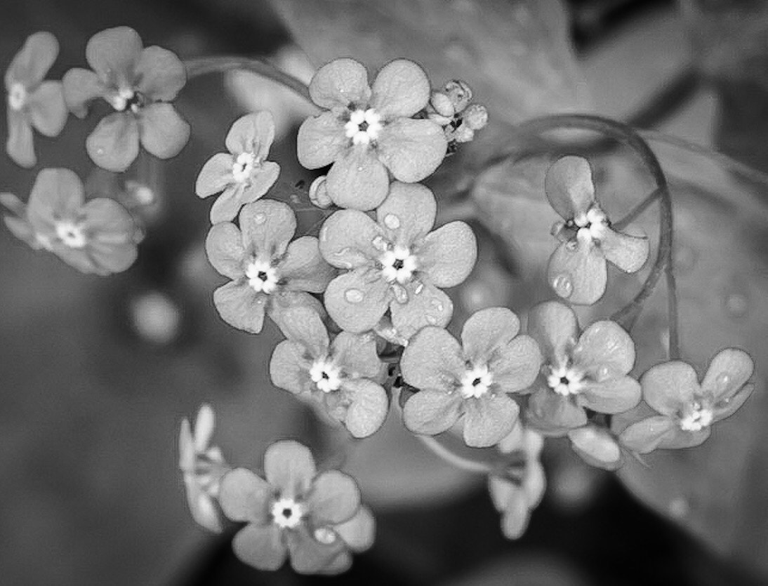 Canon PowerShot G1 X Mark II sample photo. Drew drops photography
