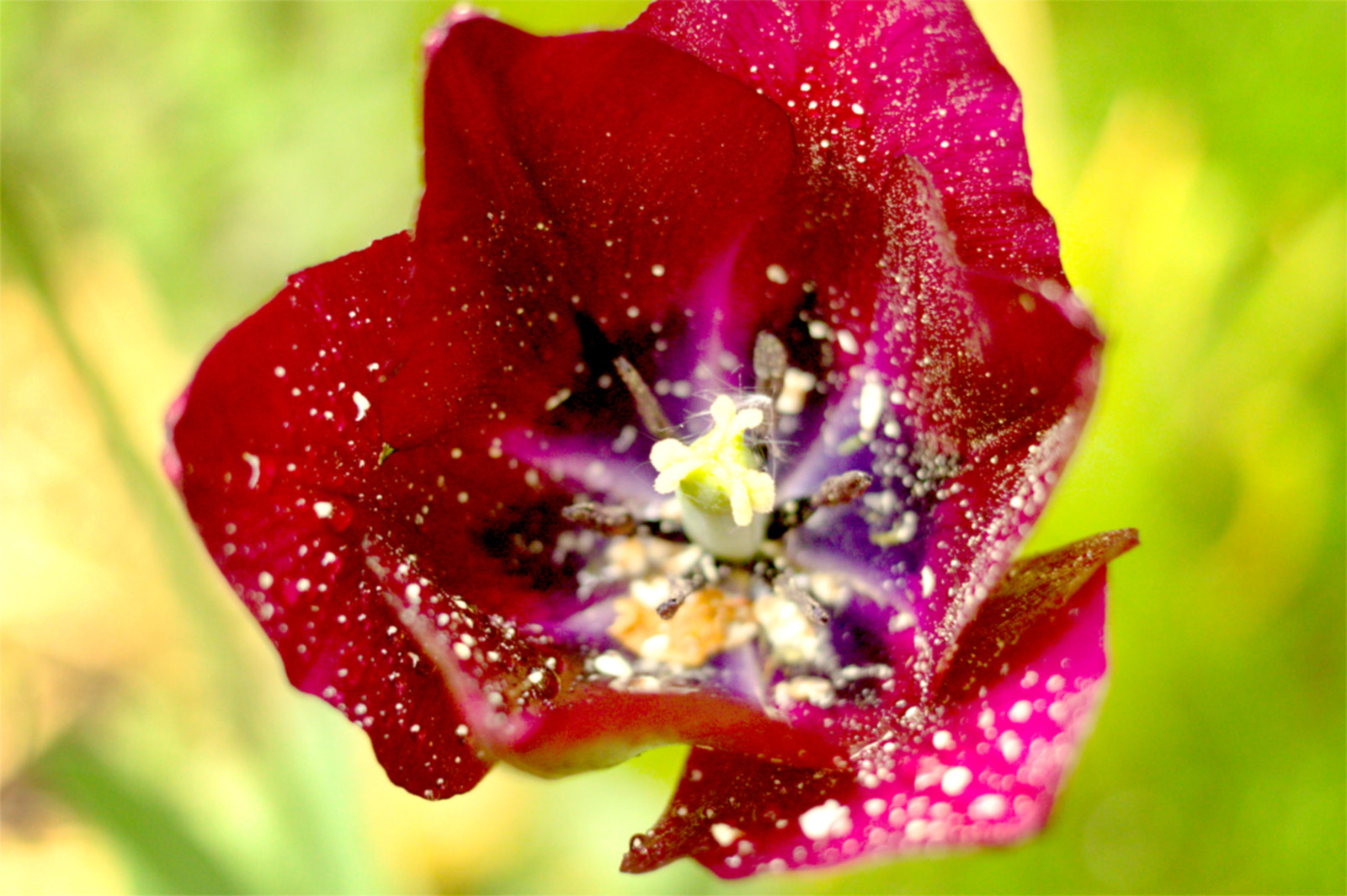 Canon EOS 1100D (EOS Rebel T3 / EOS Kiss X50) + Canon EF 40mm F2.8 STM sample photo. Flower after rain photography