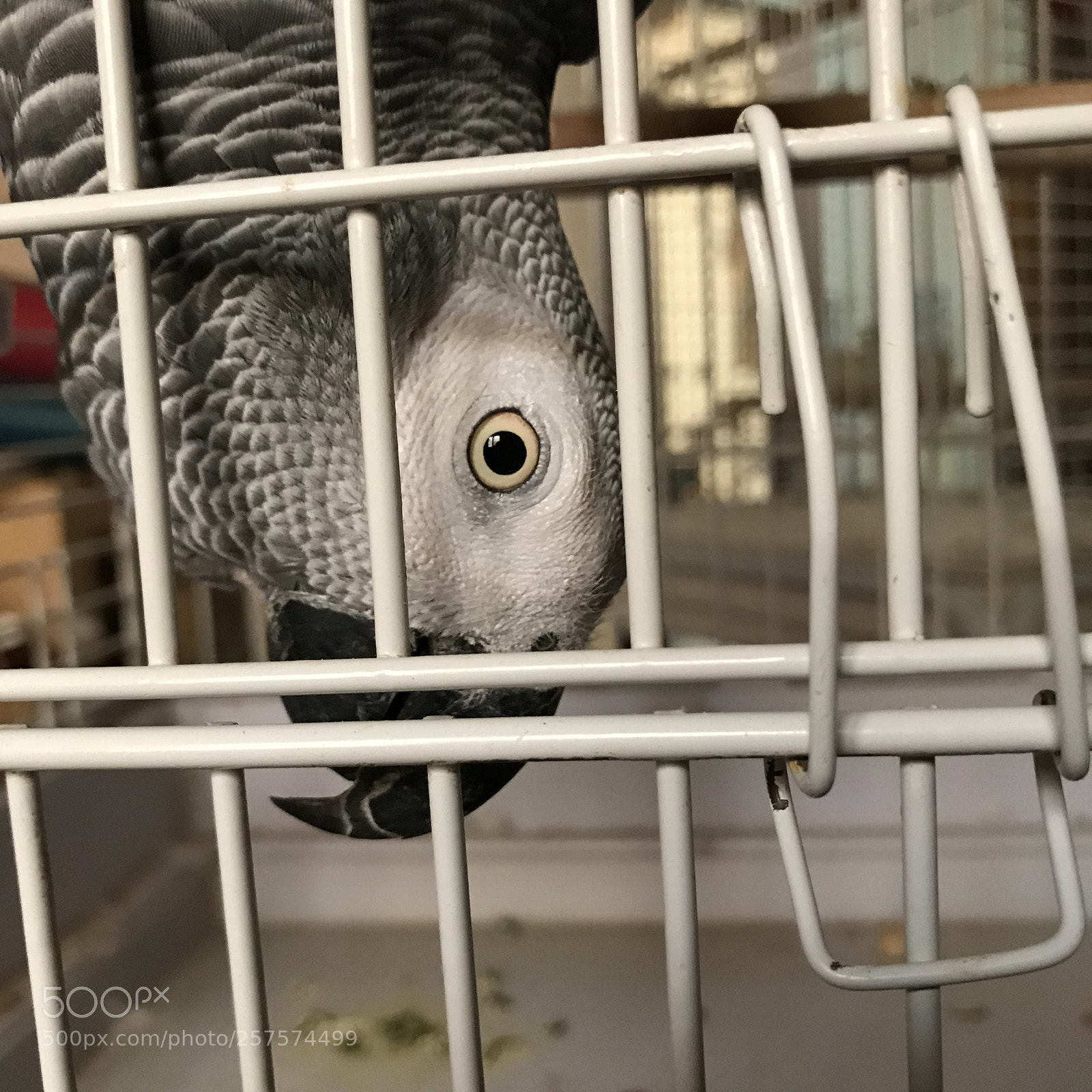 Apple iPhone 7 sample photo. Casco parrot photography
