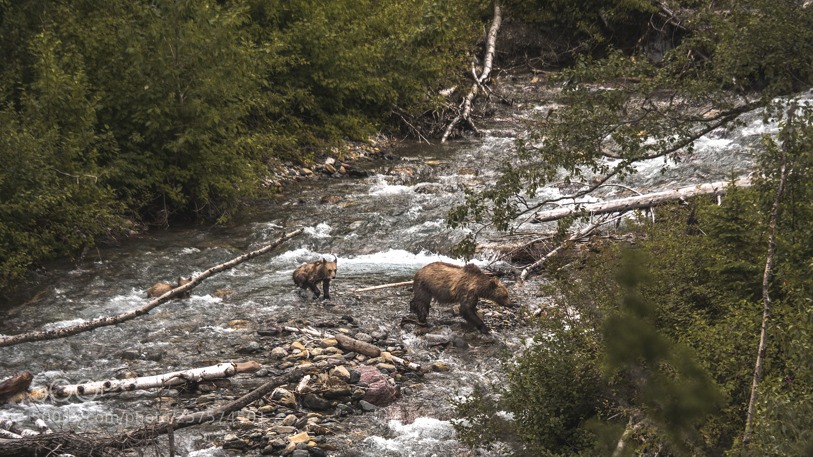 Olympus OM-D E-M5 II sample photo. Grizzly crossing photography