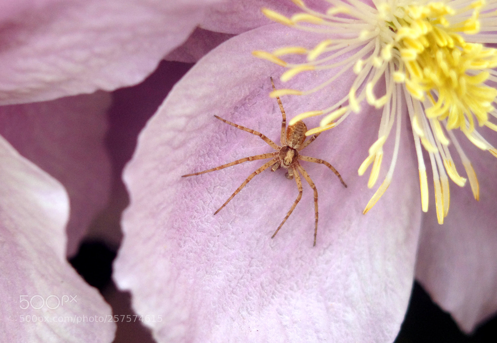 Sony SLT-A58 sample photo. Small spider close-up on photography