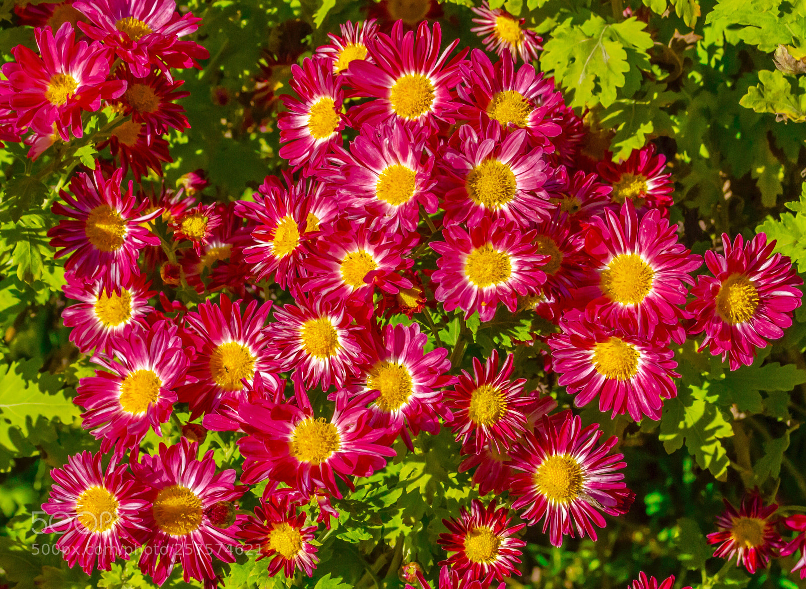 Nikon D5100 sample photo. Bloom photography