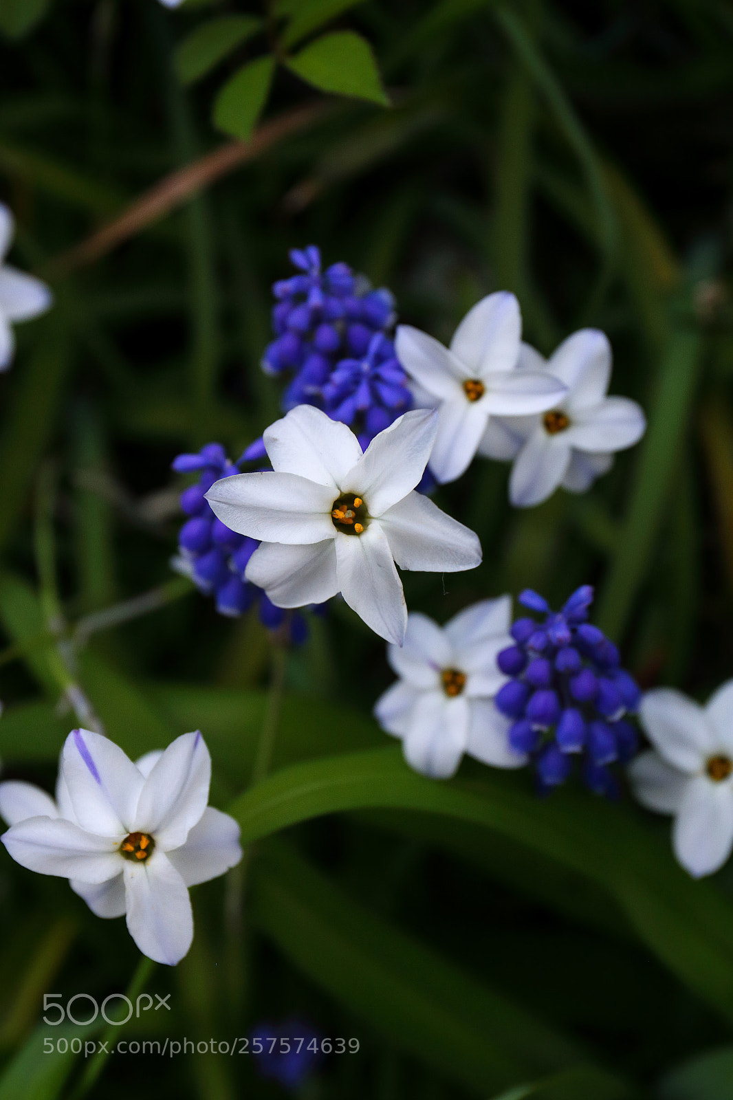 Canon EOS 6D sample photo. Spring white photography