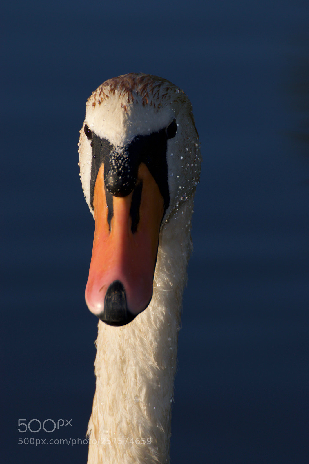 Nikon D3300 sample photo. Swan photography