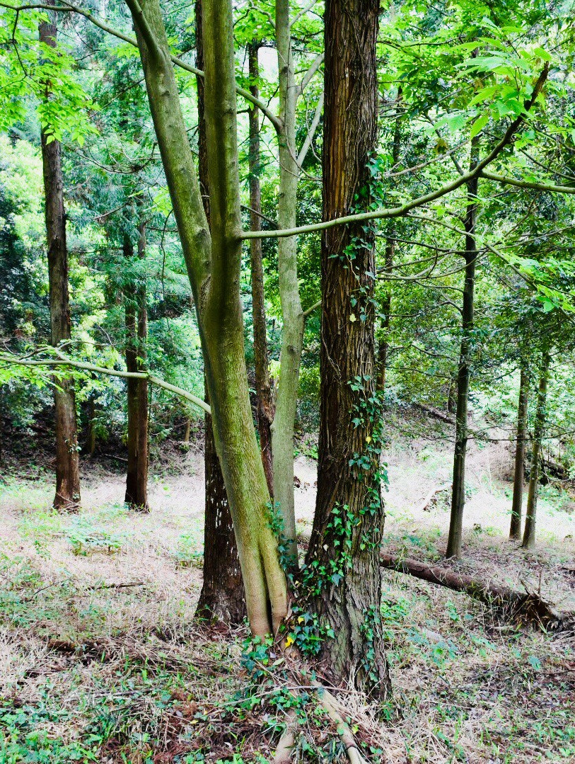Nikon D7200 sample photo. Exist together in harmony？ photography