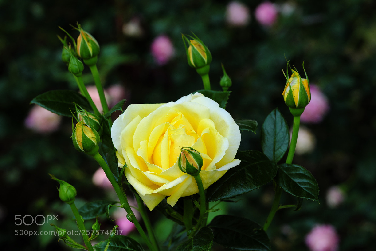 Fujifilm X-T2 sample photo. Yellow rose photography