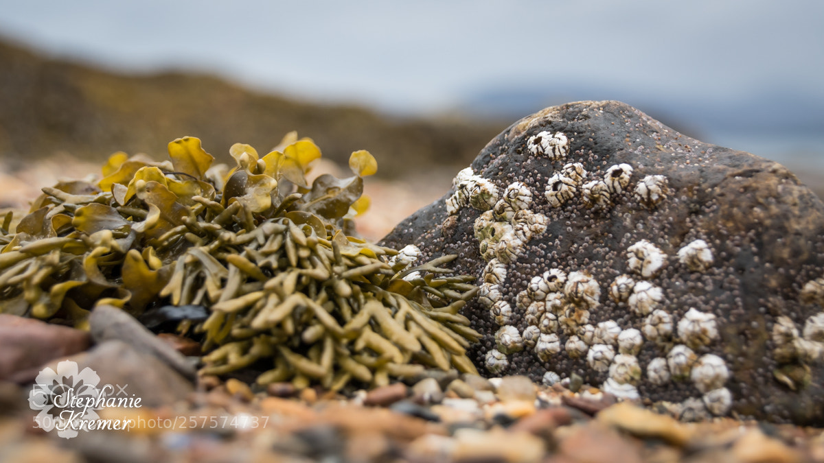 Nikon D5500 sample photo. Sea photography