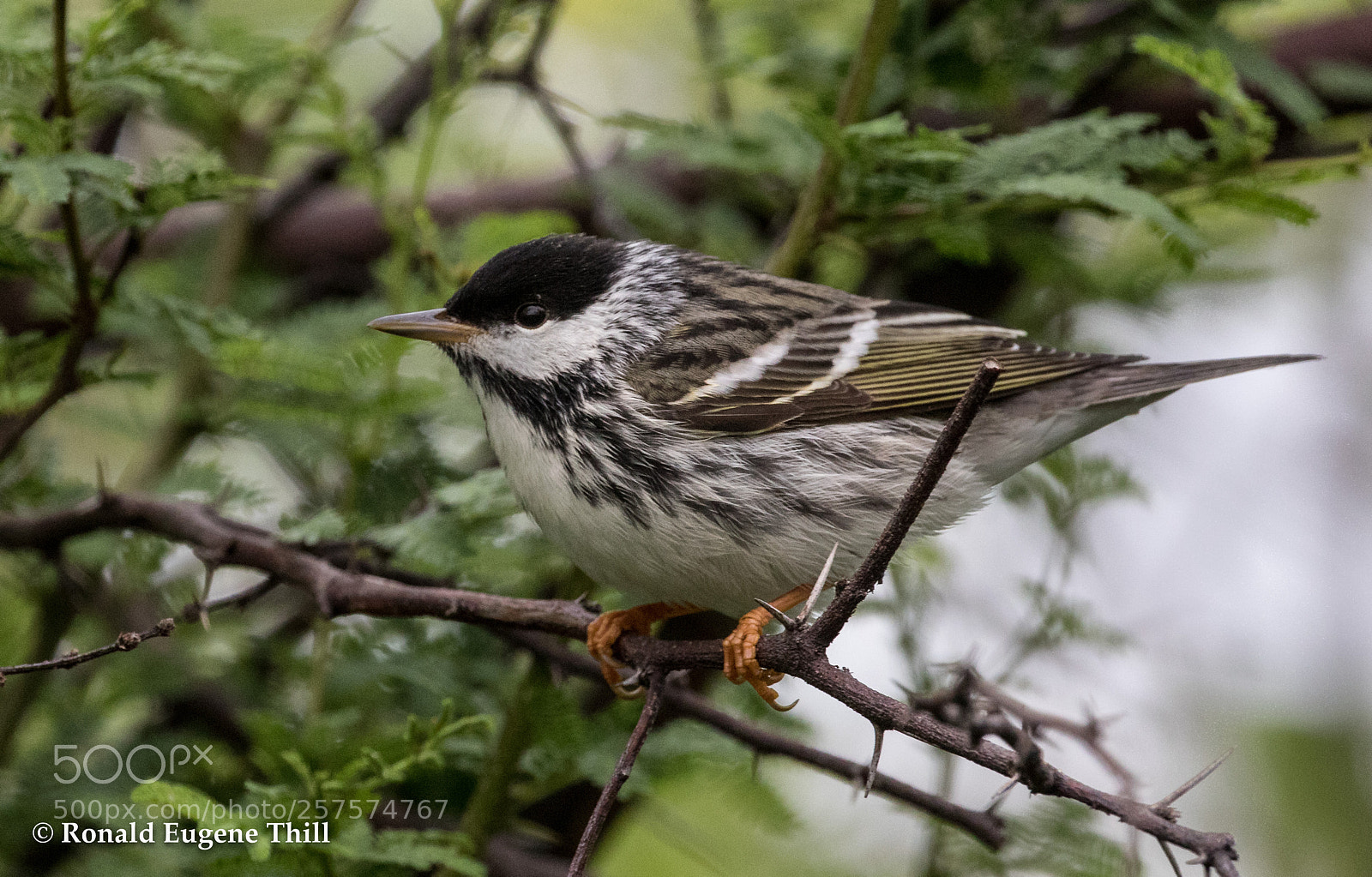 Canon EOS 7D Mark II sample photo. Blackpoll warbler photography