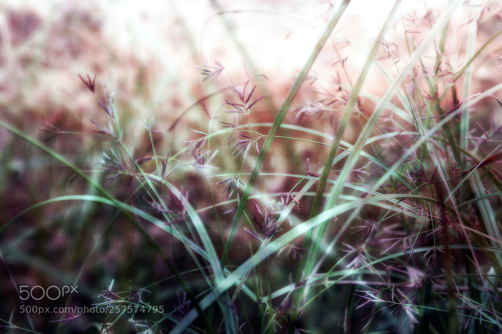 Sony Alpha DSLR-A700 sample photo. Small reed photography