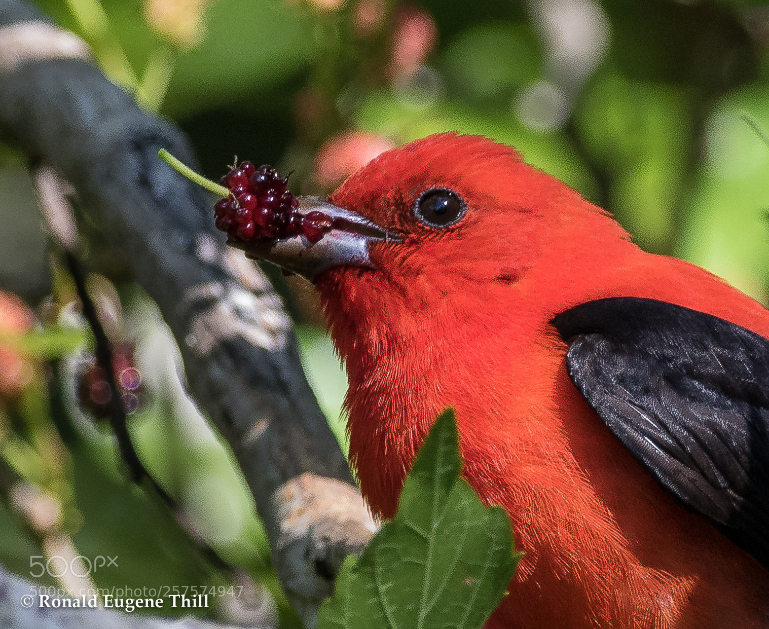 Canon EOS 7D Mark II sample photo. Scarlet tanager photography