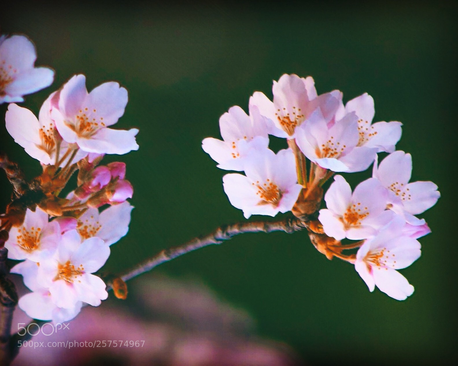 Nikon D5300 sample photo. Refreshers xl photography