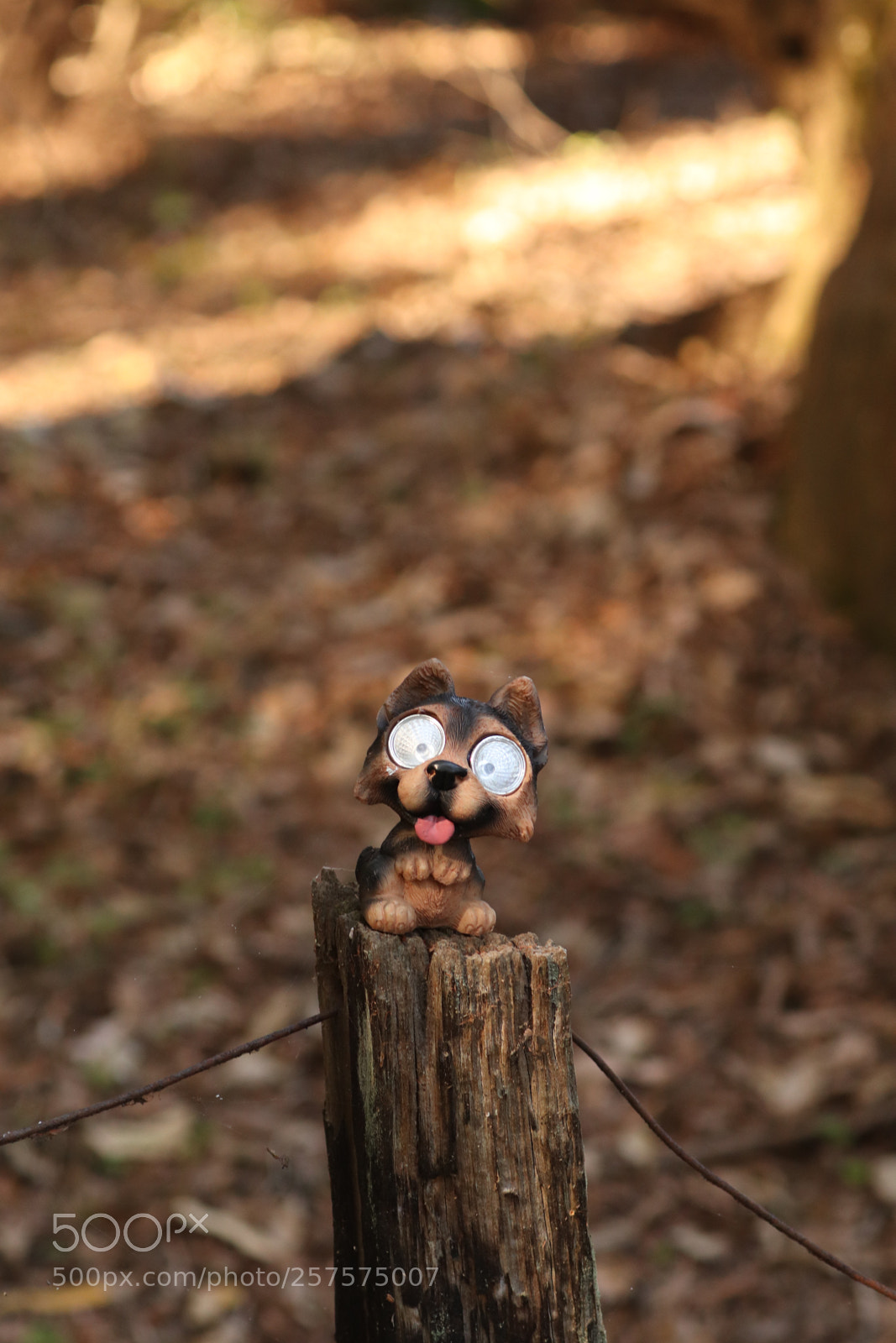 Canon EOS 77D (EOS 9000D / EOS 770D) sample photo. Solar dog photography