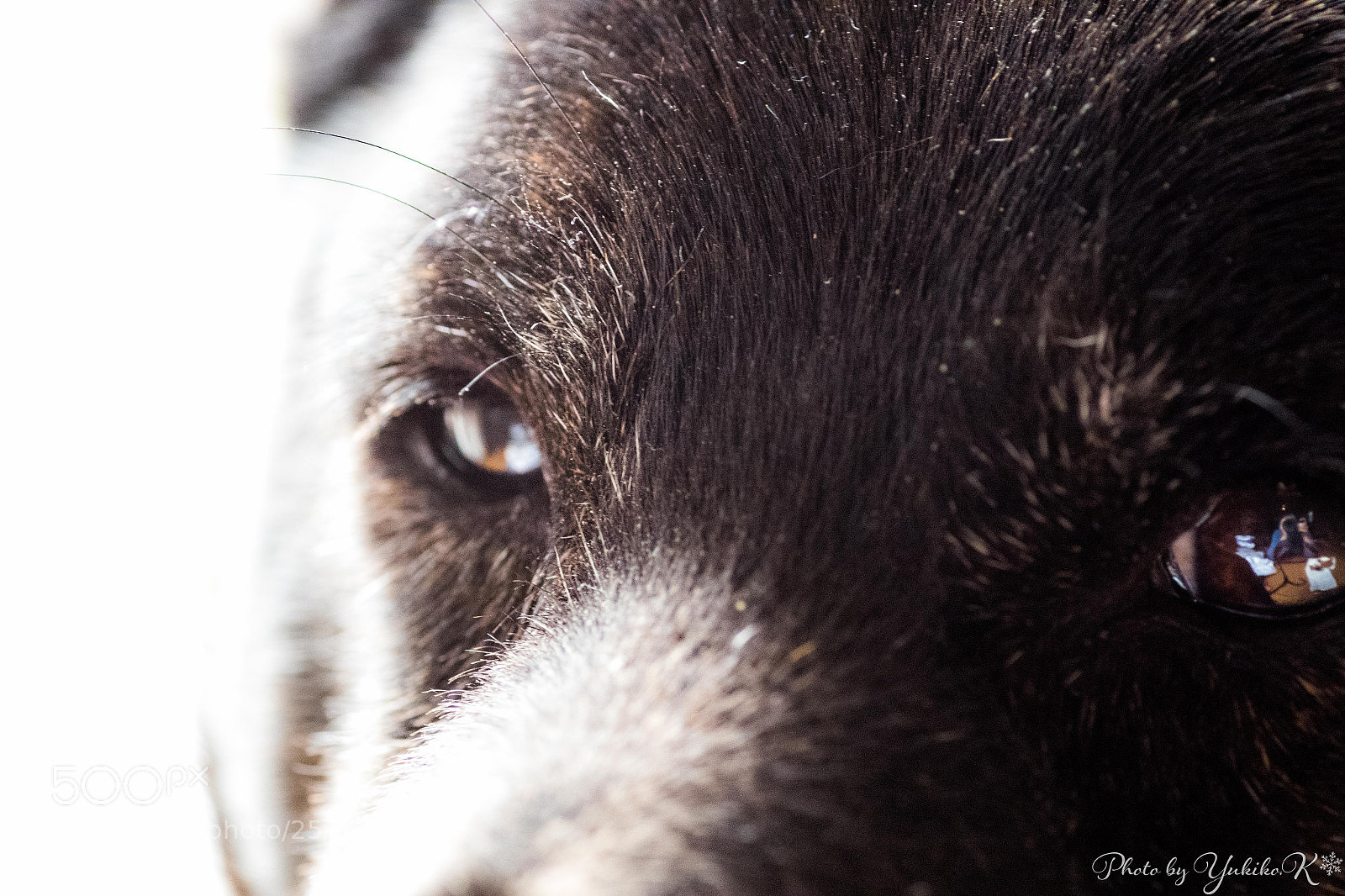 Pentax K-S2 sample photo. Dog's face photography