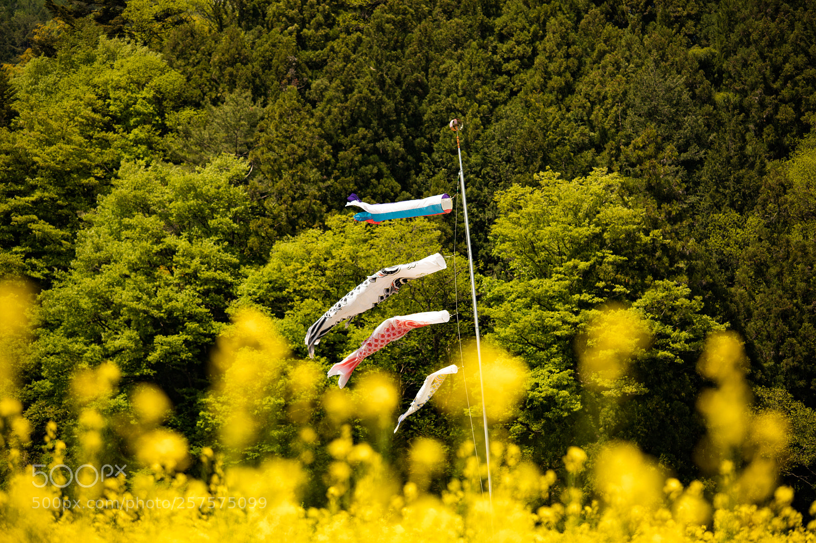 Canon EOS 5D Mark IV sample photo. Koinobori, nagano japan photography