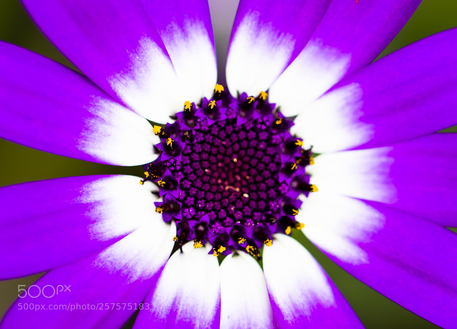Canon EOS 5D Mark IV sample photo. Purple splendor photography