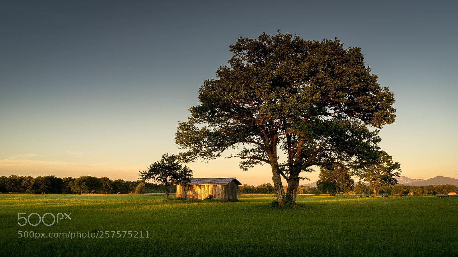 Sony a7 II sample photo. Lachsgang sunset stroll photography