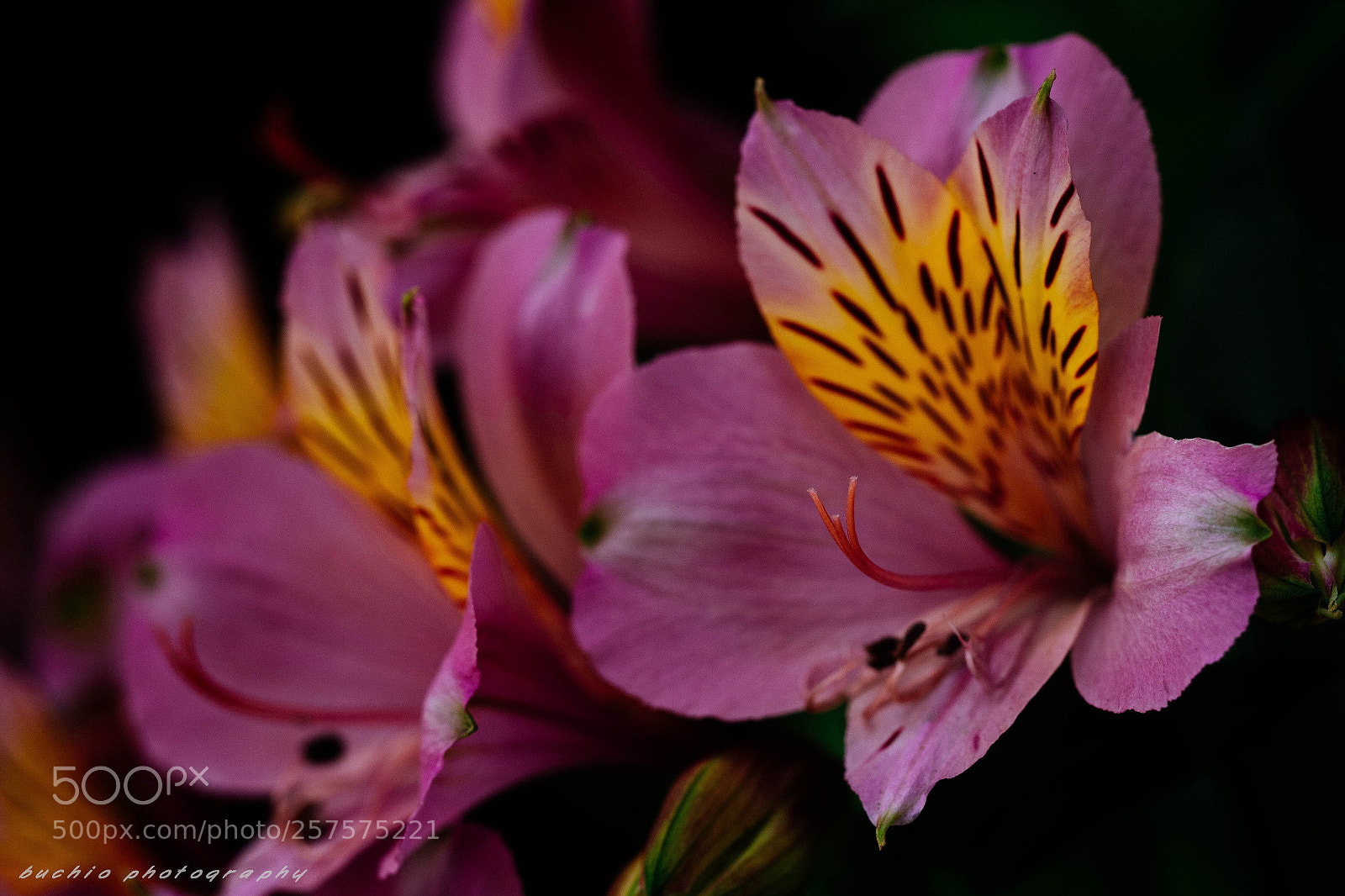 Olympus OM-D E-M1 Mark II sample photo. Alstroemeria photography