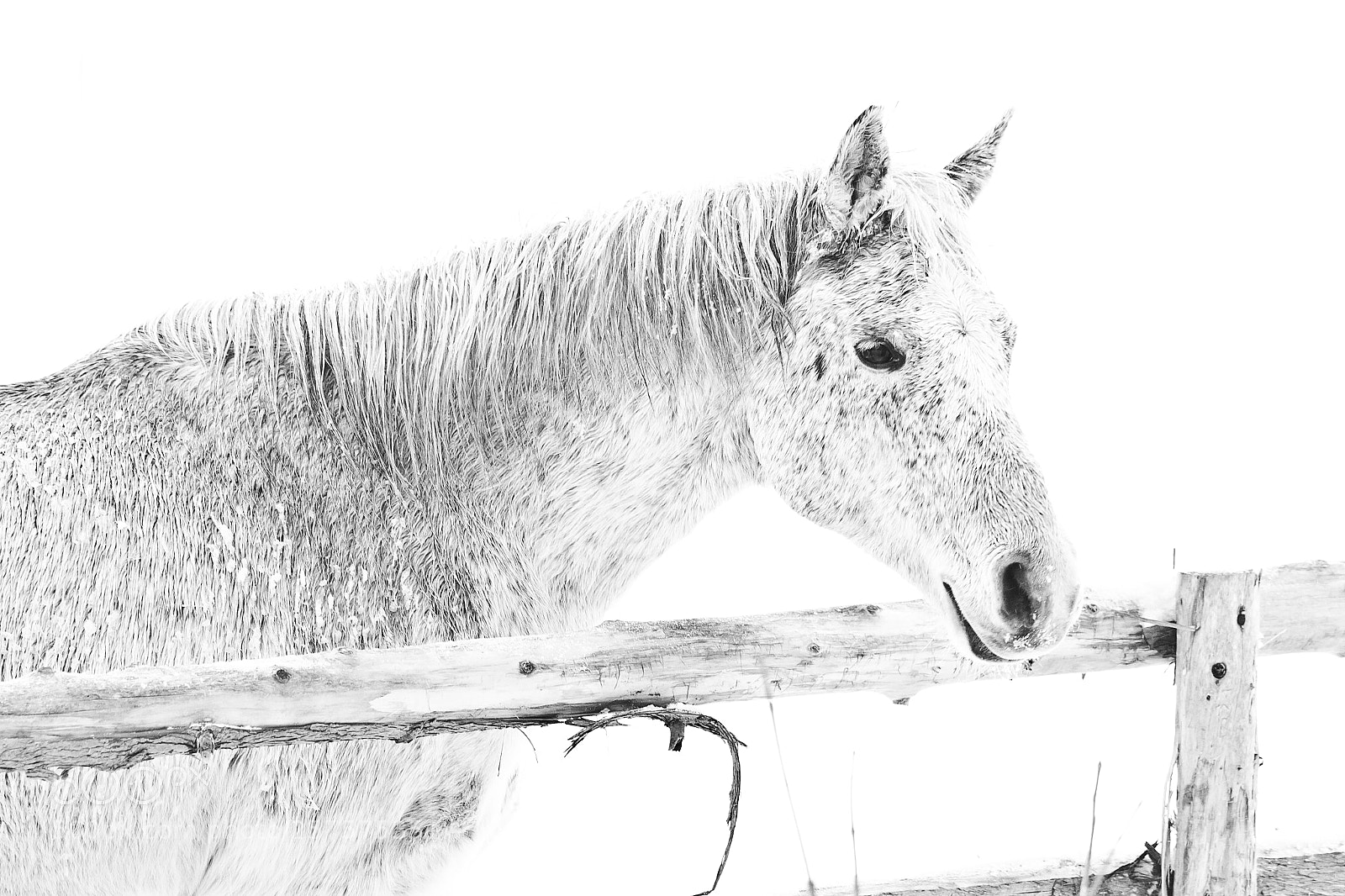 Canon EOS 600D (Rebel EOS T3i / EOS Kiss X5) sample photo. Grey horse in snow photography