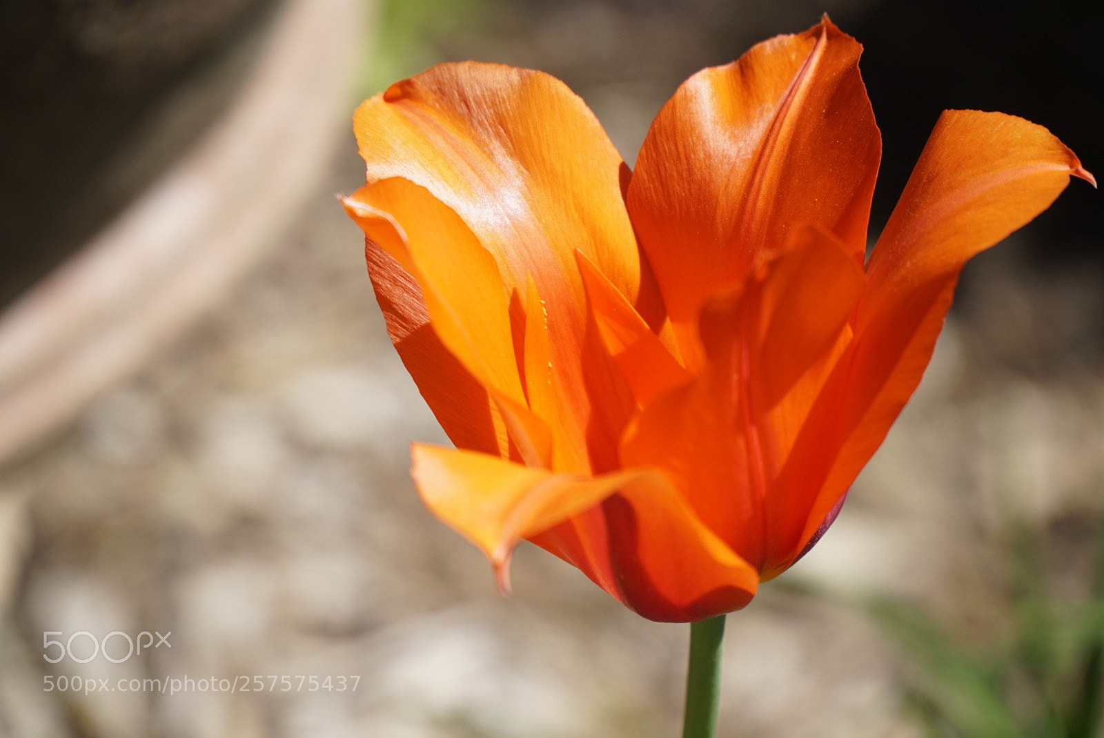 Sony a6300 sample photo. Bokeh & orange photography