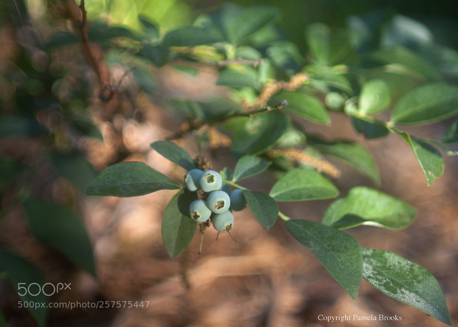 Nikon D90 sample photo. Blueberry branch photography