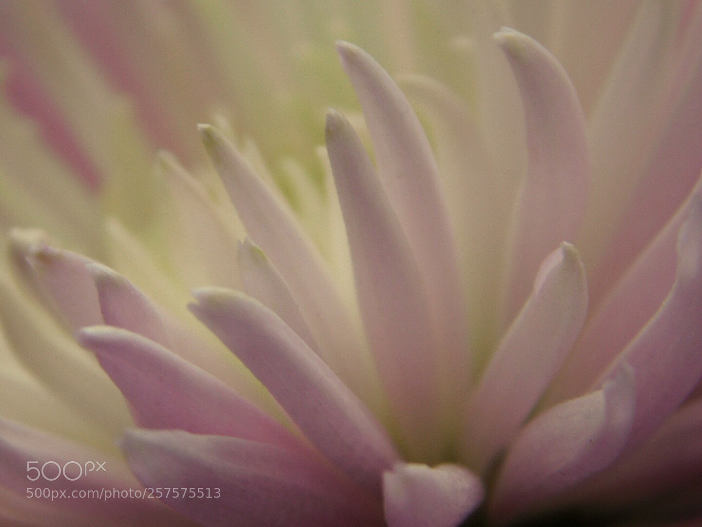 Nikon Coolpix B500 sample photo. Petals photography