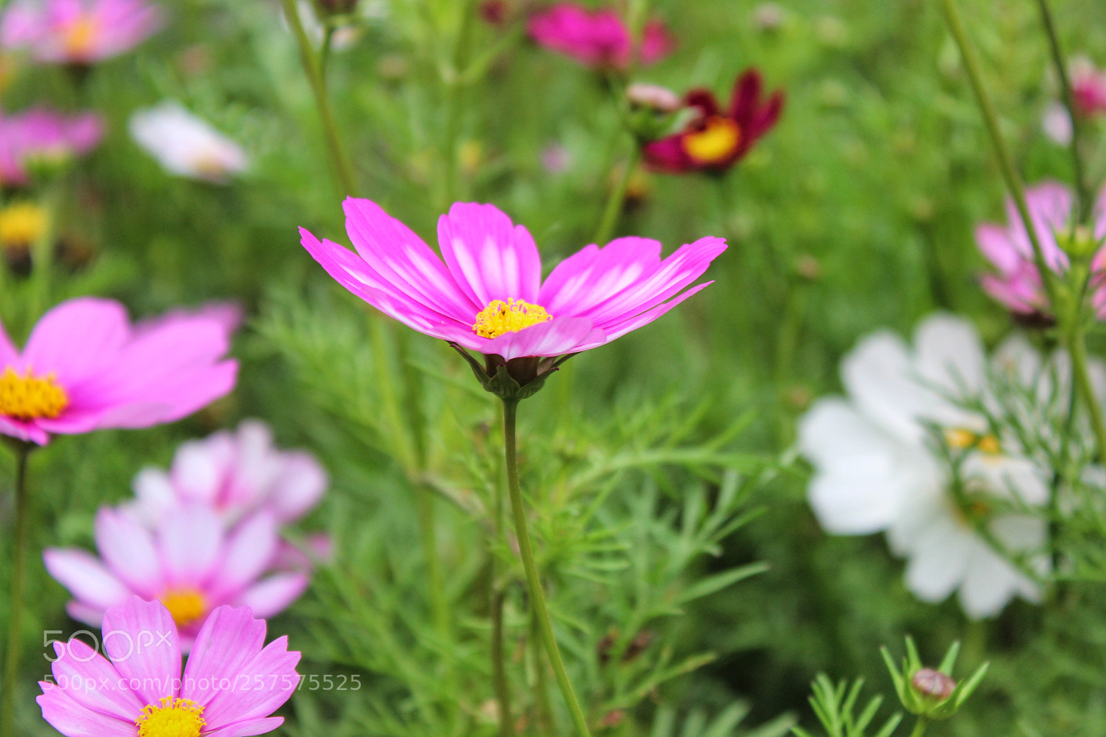 Canon EOS 600D (Rebel EOS T3i / EOS Kiss X5) sample photo. Flower photography